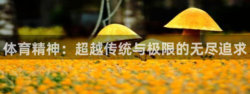 逐梦国际2官网